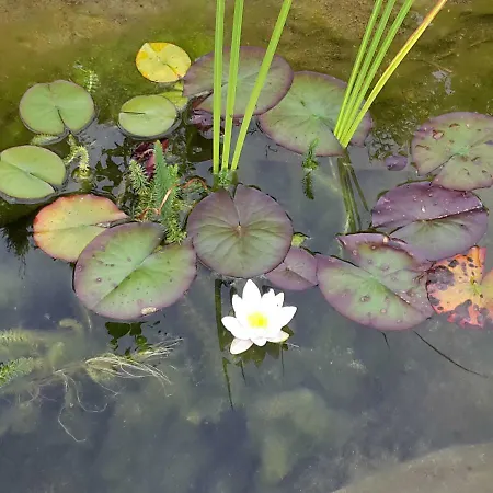 Franck Клайнарль