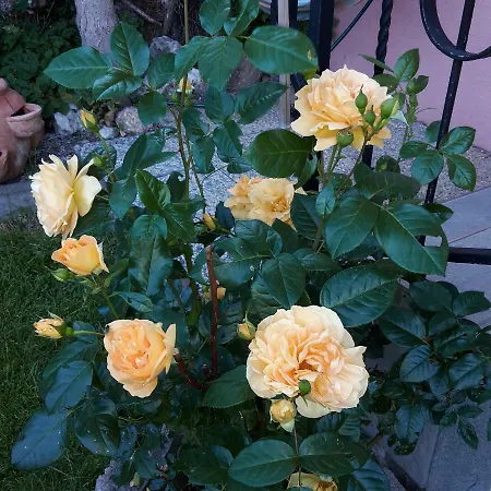 דירה Franck קליינארל